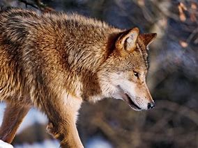 Image result for Snow Wolf Staring at U