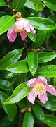 Image result for Camellia sasanqua Day Dream