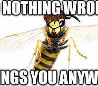 Image result for Yellow Jacket Meme Bee
