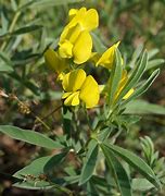 Image result for Thermopsis lanceolata