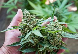 Image result for cannabis_ruderalis