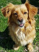 Image result for Domestic Dog