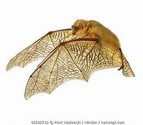Image result for Variegated Butterfly Bat