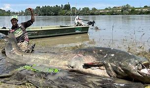 Image result for Largest Catfish