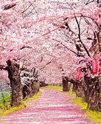 Image result for Beautiful Cherry Blossom Trees
