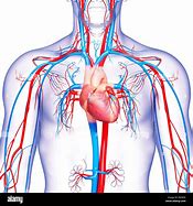 Image result for Aparato Cardiovascular