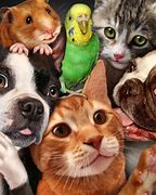 Image result for pet photos