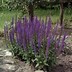 Image result for Salvia nemorosa Ostfriesland