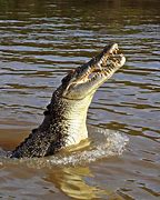 Image result for Saltwater Crocodile Jumping