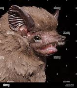 Image result for White-Winged Dog-Like Bat