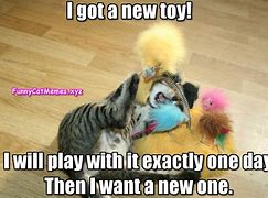 Image result for Funny Memes Toy Cats