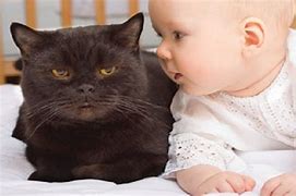 Image result for Funny Cats and Babies