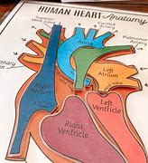 Image result for Heart for Children
