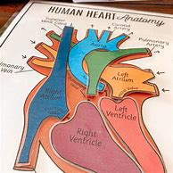 Image result for Human Heart Worksheet Printables