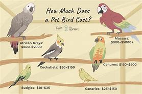 Image result for How Much Does It Cost to Buy A