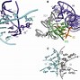 Image result for Self-Splicing Introns