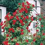 Image result for Old-Fashioned Climbing Roses