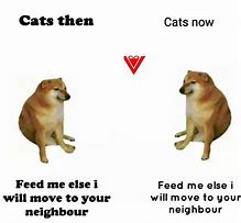 Image result for Meme Cat Avoiding