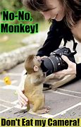 Image result for baby monkeys memes