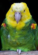 Image result for Big Yellow Head Spot