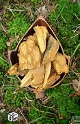 Image result for banisteriopsis_caapi