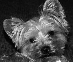 Image result for Yorkie Puppy Screensavers