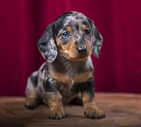 Image result for Cute Sausage Dog Puppies