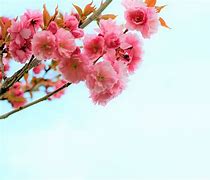 Image result for Spring Nature Wallpaper iPhone