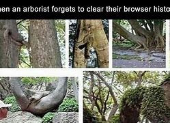 Image result for Arborist Memes