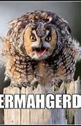 Image result for Crazy Owl Meme