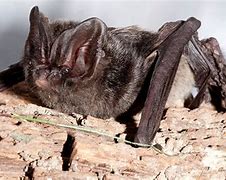 Image result for Barbastelle Bat