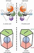 Image result for Nucleotide Chirality