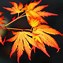Image result for Acer palmatum Orange Dream