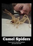 Image result for Camel Spider Funny