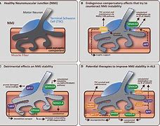 Image result for axenopat�a