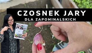 Image result for co_to_za_zwinnik_jarzeniec