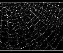 Image result for Black Spiderweb