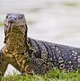 Image result for Exotic Pet Lizards