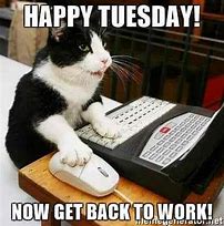 Image result for Tuesday Work Meme Cat