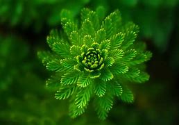 Image result for Green Plant Photography