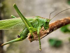 Image result for House Cricket Insect