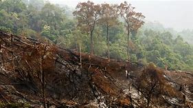 Image result for Global Warming Deforestation