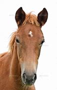 Image result for White Horse Front