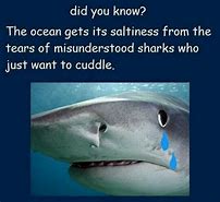Image result for Misunderstood Shark Meme