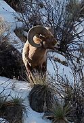 Image result for Colorado State Animal