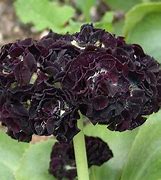 Image result for Primula auricula Matthew Yates