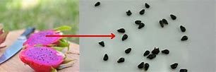 Image result for Dragon Fruit Seeds