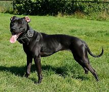 Image result for American PitBull Terrier Black