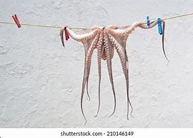 Image result for Hanging Octopus
