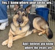 Image result for Huh German Shepherd Meme